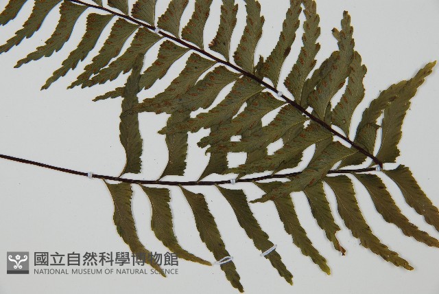 單邊鐵角蕨藏品圖，第3張