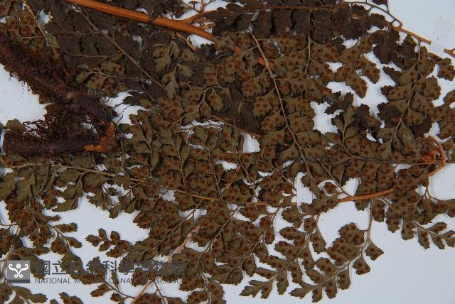 臺灣兩面複葉耳蕨藏品圖，第3張