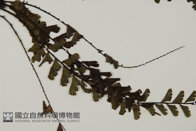 馬來鐵線蕨藏品圖，第6張