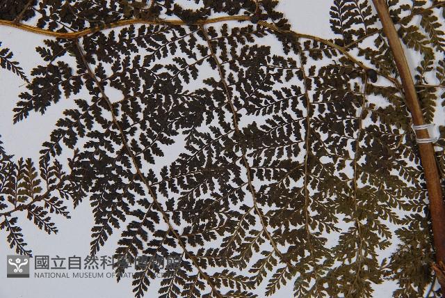 稀子蕨藏品圖，第3張