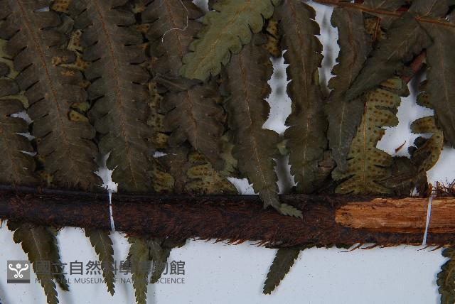 韓氏黑桫欏藏品圖，第3張