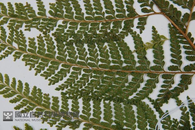 毛囊鱗蓋蕨藏品圖，第3張