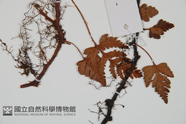 陰石蕨藏品圖，第3張