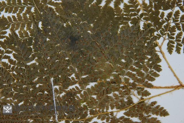 登錄號:P006264藏品圖，第3張