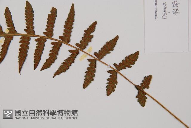 假蹄蓋蕨、東洋蹄蓋蕨藏品圖，第3張