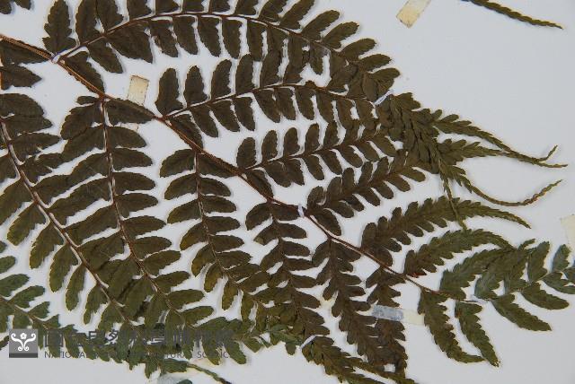 倉田氏蹄蓋蕨藏品圖，第3張