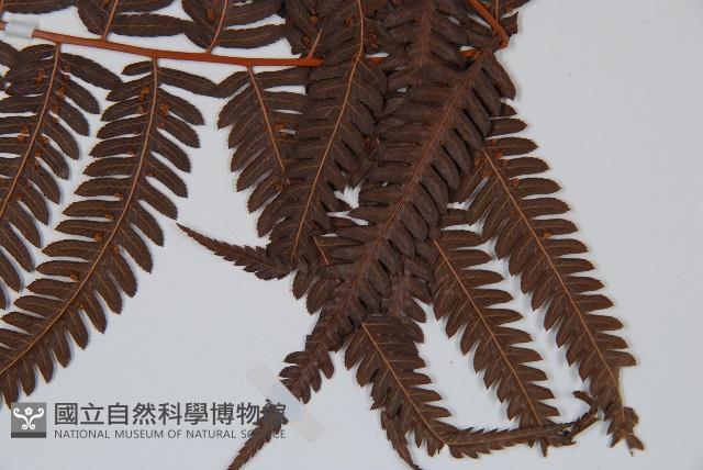 金狗毛蕨藏品圖，第3張