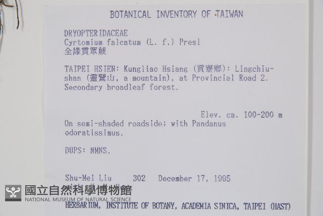 全緣貫眾蕨藏品圖，第2張