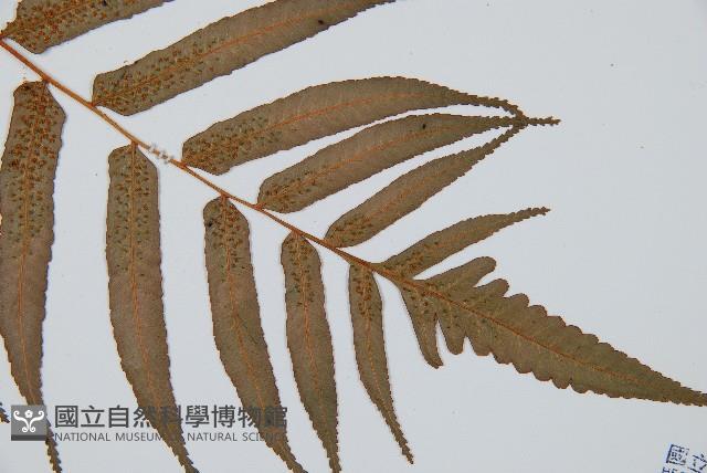 黑桫蕨藏品圖，第3張