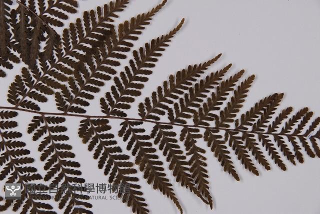 白鱗肋毛蕨藏品圖，第3張
