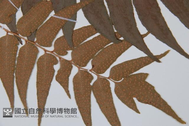 貫眾蕨藏品圖，第3張