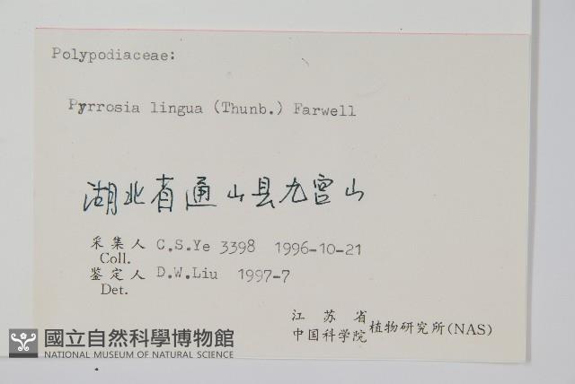 石葦藏品圖，第2張