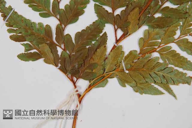 闊葉骨碎補藏品圖，第3張