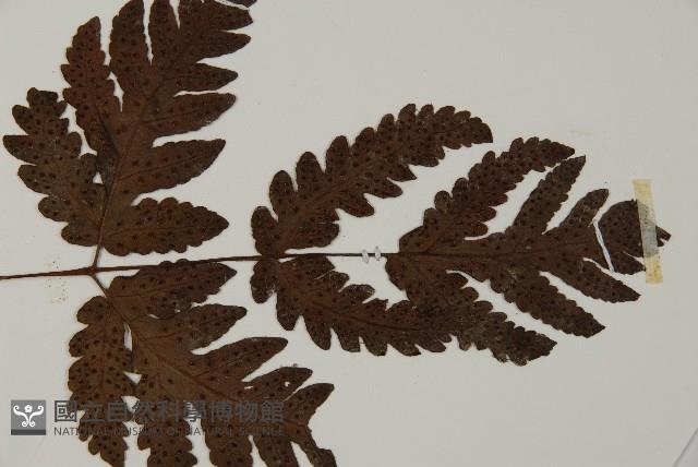 陰地三叉蕨藏品圖，第3張