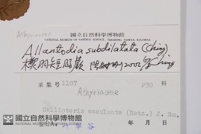 楔羽短腸蕨藏品圖，第3張