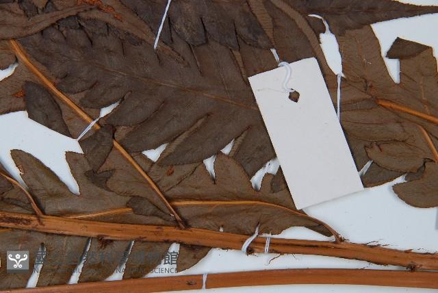 日本狗脊蕨藏品圖，第3張