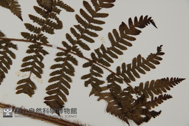 肋毛蕨藏品圖，第3張