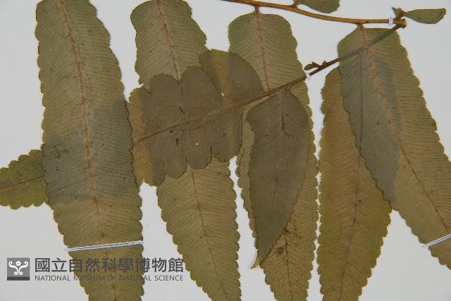 登錄號:P010044藏品圖，第3張