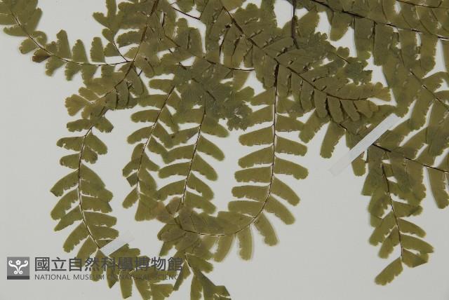 掌葉鐵線蕨藏品圖，第3張