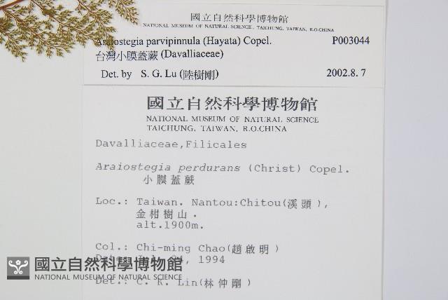 台灣小膜蓋蕨藏品圖，第2張