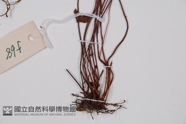 隱囊蕨藏品圖，第3張