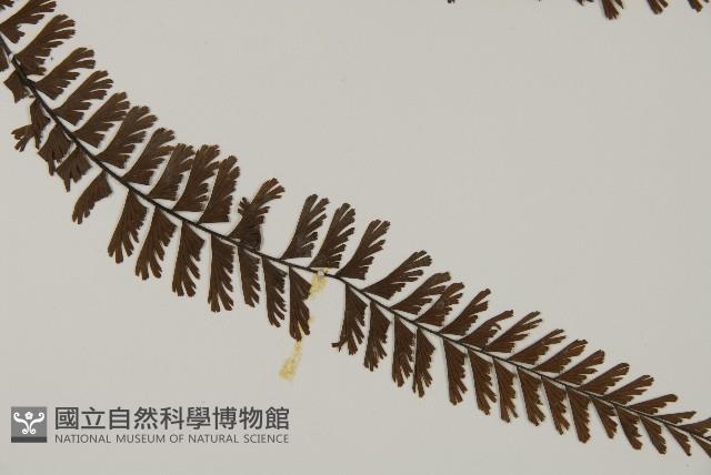 鞭葉鐵線蕨藏品圖，第3張
