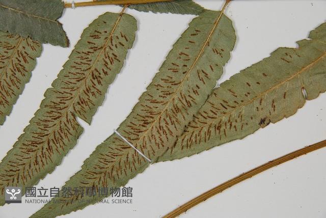 深山雙蓋蕨藏品圖，第3張