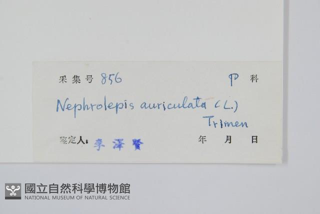 腎蕨藏品圖，第2張