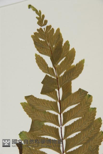 剪葉鐵角蕨藏品圖，第3張