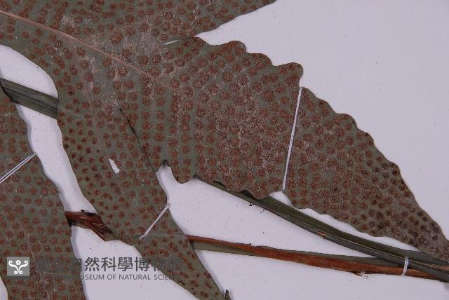 翅柄三叉蕨藏品圖，第3張