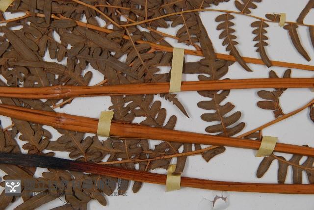 蕨藏品圖，第3張