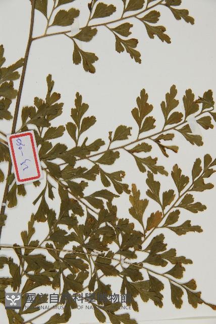 大黑柄鐵角蕨、黃鱗鐵角蕨、大羽鐵角蕨藏品圖，第3張