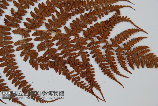 姬蹄蓋蕨藏品圖，第3張