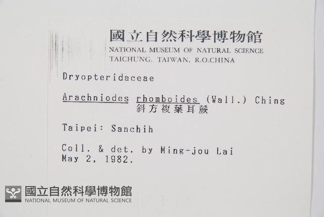 細葉複葉耳蕨藏品圖，第2張