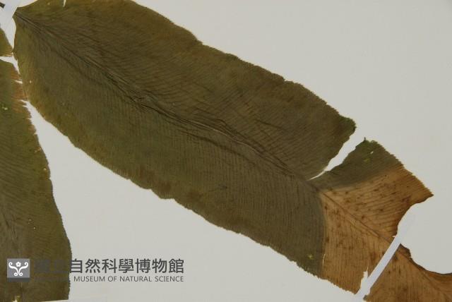 登錄號:P005644藏品圖，第3張