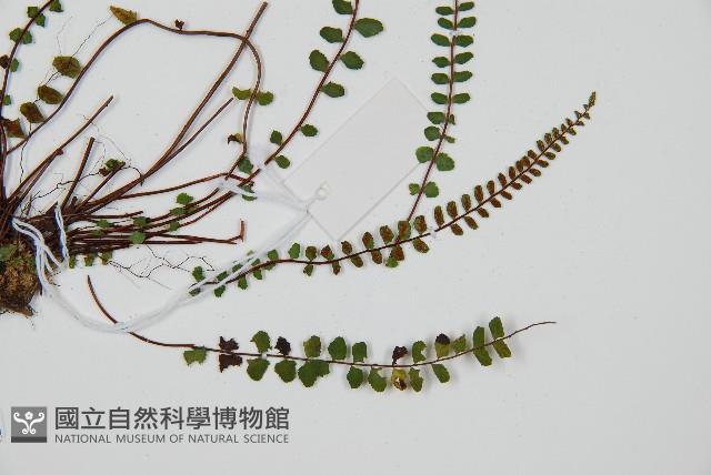 鐵角蕨藏品圖，第3張