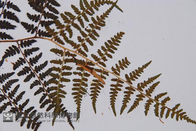 登錄號:P003644藏品圖，第3張