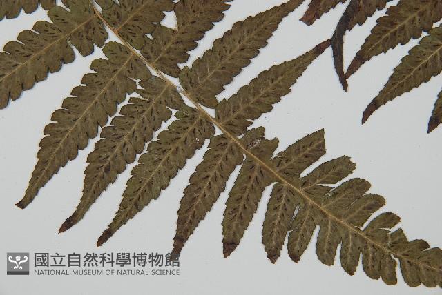 毛柄短腸蕨藏品圖，第3張