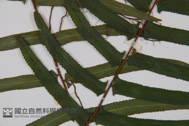 虎克氏鱗蓋蕨藏品圖，第3張