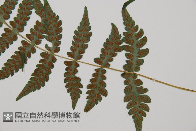 東洋蹄蓋蕨藏品圖，第3張