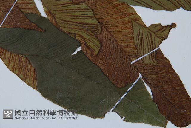 細柄雙蓋蕨藏品圖，第3張