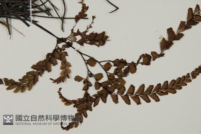 毛葉鐵線蕨藏品圖，第3張