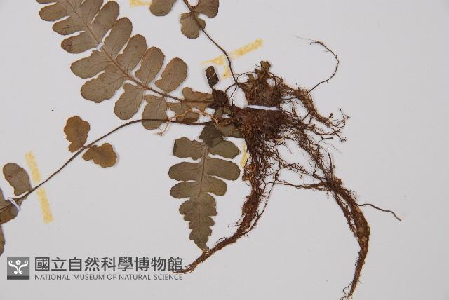 東洋蹄蓋蕨藏品圖，第3張