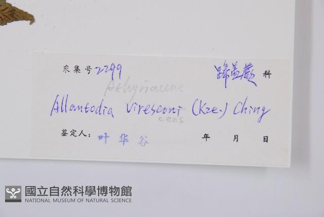 淡綠短腸蕨藏品圖，第3張