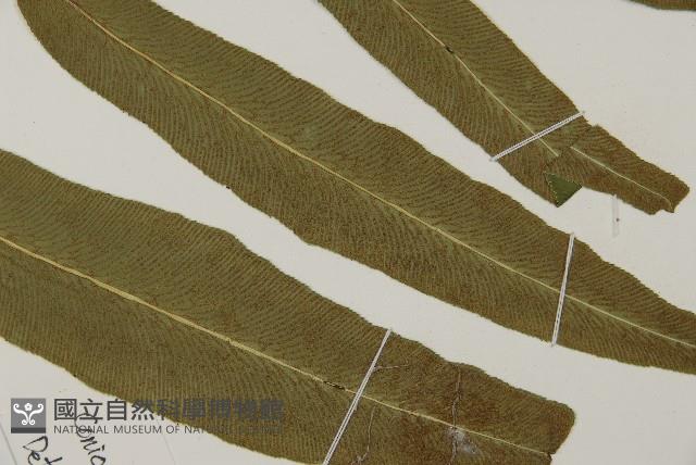 日本鳳丫蕨藏品圖，第6張