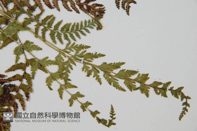 細毛碗蕨藏品圖，第3張