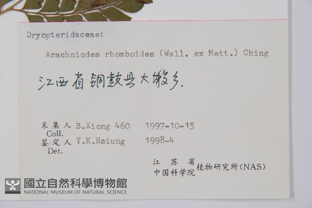 斜方複葉耳蕨藏品圖，第2張