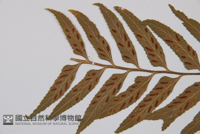 萊氏鐵角蕨藏品圖，第3張