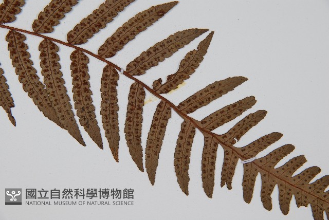 台灣黑桫欏藏品圖，第3張