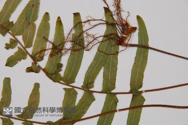 虎克氏鱗蓋蕨藏品圖，第3張